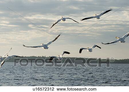 Stock Image - Flock of Seagulls flying over the lake, Lake Of The Woods, Ontario, Canada. Fotosearch
