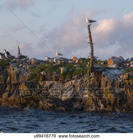 Stock Photo - Flock of Seagulls on the coast, Lake Of The Woods, Ontario, Canada. Fotosearch