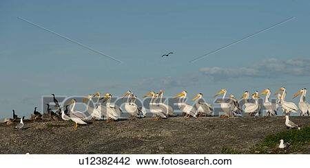 Stock Image - Flock of Yellow-Billed Stork (Mycteria ibis) and Cormorant (Phalacrocorax carbo) on coast, Lake of the Woods, Ontario, Canada. Fotosearch