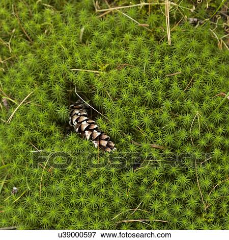 High angle view of pine cone fallen on a green plant, Lake Of The Woods, Ontario, Canada View Large Photo Image Stock Photo - High angle view of pine cone fallen on a green plant, Lake Of The Woods, Ontario, Canada. Fotosearch