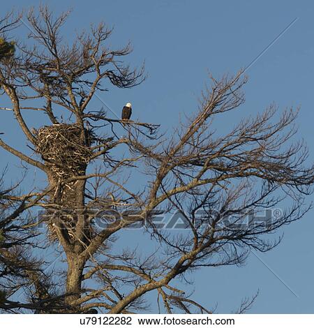 Stock Image - Low angle view of an eagle perching on tree branch, Lake Of The Woods, Ontario, Canada. Fotosearch