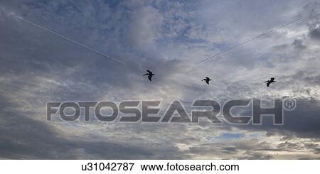 Low angle view of birds flying in the sky, Zihuatanejo, Guerrero, Mexico View Large Photo Image Stock Photo - Low angle view of birds flying in the sky, Zihuatanejo, Guerrero, Mexico. Fotosearch
