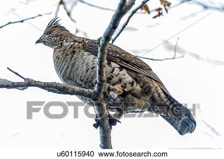 Low angle view of Partridge perching on tree branch, Lake of the Woods, Ontario, Canada View Large Photo Image Stock Image - Low angle view of Partridge perching on tree branch, Lake of the Woods, Ontario, Canada. Fotosearch