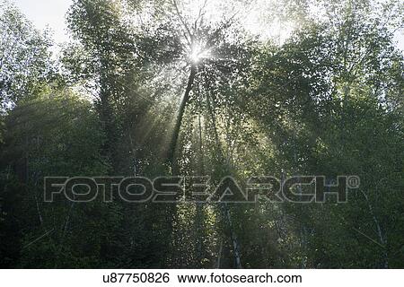 Stock Photograph - Low angle view of sunlight through trees in a forest, Lake Of The Woods, Ontario, Canada. Fotosearch