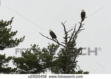 Low angle view of two eagles perching on tree branch, Lake Of The Woods, Ontario, Canada View Large Photo Image Stock Photo - Low angle view of two eagles perching on tree branch, Lake Of The Woods, Ontario, Canada. Fotosearch