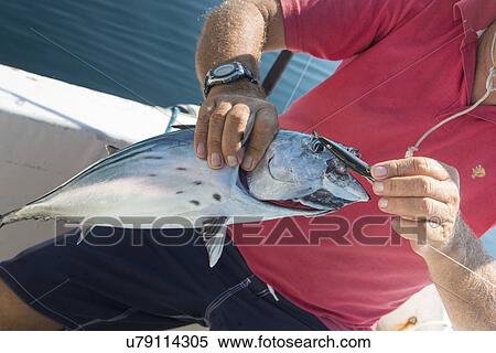Man holding a fish on boat, Ixtapa, Zihuatanejo, Guerrero, Mexico View Large Photo Image Stock Photography - Man holding a fish on boat, Ixtapa, Zihuatanejo, Guerrero, Mexico. Fotosearch