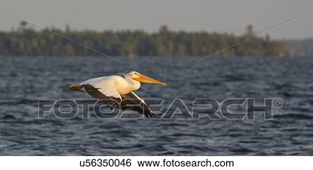 Stock Photograph - Pelican flying over the lake, Lake Of The Woods, Ontario, Canada. Fotosearch