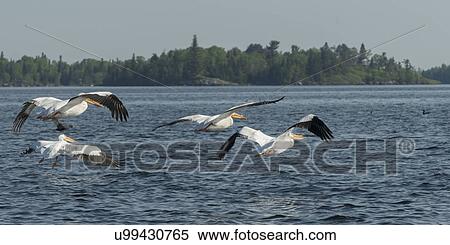Pelicans flying over the lake, Lake Of The Woods, Ontario, Canada View Large Photo Image Stock Photography - Pelicans flying over the lake, Lake Of The Woods, Ontario, Canada. Fotosearch