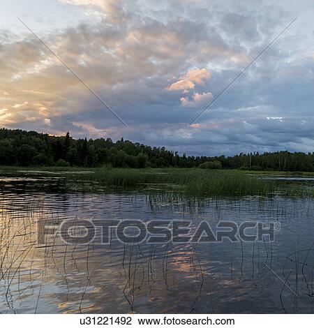 Stock Image - Reed grass in a lake, Lake Of The Woods, Ontario, Canada. Fotosearch
