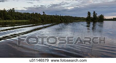 Reeds in a lake, Lake Of The Woods, Ontario, Canada View Large Photo Image Stock Photo - Reeds in a lake, Lake Of The Woods, Ontario, Canada. Fotosearch
