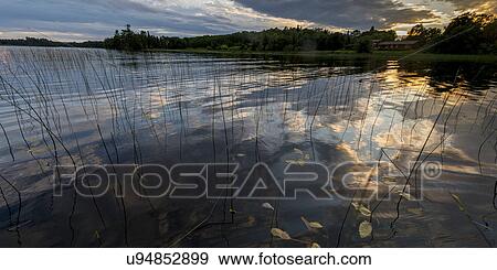 Reeds in a lake, Lake Of The Woods, Ontario, Canada View Large Photo Image Stock Photo - Reeds in a lake, Lake Of The Woods, Ontario, Canada. Fotosearch