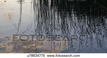Reflection of Reeds in a lake, Lake of the Woods, Ontario, Canada View Large Photo Image Stock Photography - Reflection of Reeds in a lake, Lake of the Woods, Ontario, Canada. Fotosearch
