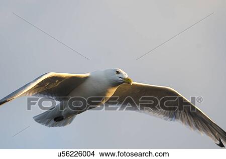 Picture - Seagull flying in the sky, Lake Of The Woods, Ontario, Canada. Fotosearch