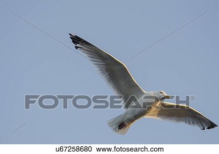 Seagull flying in the sky, Lake Of The Woods, Ontario, Canada View Large Photo Image Stock Image - Seagull flying in the sky, Lake Of The Woods, Ontario, Canada. Fotosearch