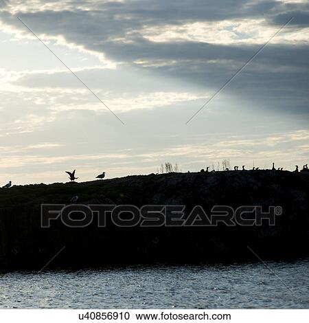 Silhouette of a Flock of birds at Lake Of The Woods, Ontario, Canada View Large Photo Image Stock Image - Silhouette of a Flock of birds at Lake Of The Woods, Ontario, Canada. Fotosearch