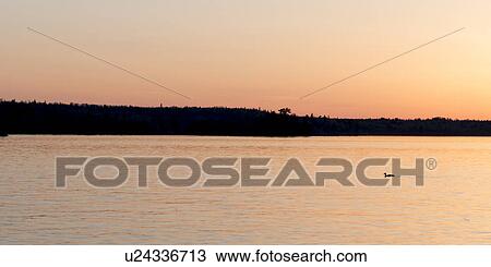 Silhouette of duck swimming in a lake, Lake of the Woods, Ontario, Canada View Large Photo Image Stock Image - Silhouette of duck swimming in a lake, Lake of the Woods, Ontario, Canada. Fotosearch
