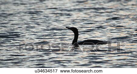 Silhouette of duck swimming in a lake, Lake of the Woods, Ontario, Canada View Large Photo Image Stock Photo - Silhouette of duck swimming in a lake, Lake of the Woods, Ontario, Canada. Fotosearch