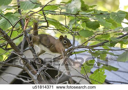 Stock Image - Squirrel (Sciurus carolinensis) on a tree branch, Lake Of The Woods, Ontario, Canada. Fotosearch