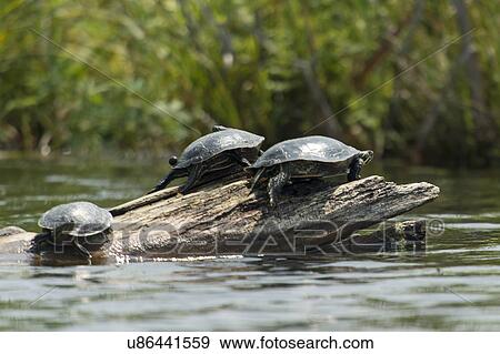Stock Photo - Three turtles on a log in a lake, Lake Of The Woods, Ontario, Canada. Fotosearch