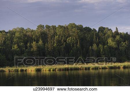 Stock Photo - Trees along shoreline, Lake Of The Woods, Ontario, Canada. Fotosearch