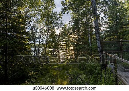 Trees in a forest, Lake of the Woods, Ontario, Canada View Large Photo Image Stock Photo - Trees in a forest, Lake of the Woods, Ontario, Canada. Fotosearch