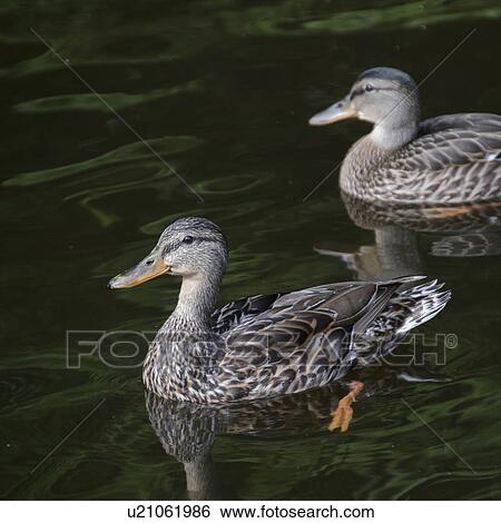 Two ducks swimming in a lake, Lake Of The Woods, Ontario, Canada View Large Photo Image Stock Photograph - Two ducks swimming in a lake, Lake Of The Woods, Ontario, Canada. Fotosearch