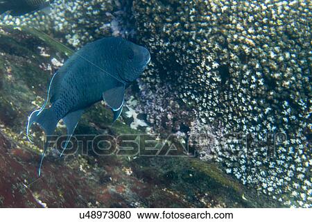 Underwater view of a fish and ocean floor, Zihuatanejo, Guerrero, Mexico View Large Photo Image Stock Image - Underwater view of a fish and ocean floor, Zihuatanejo, Guerrero, Mexico. Fotosearch
