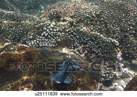 Underwater view of a fish, Zihuatanejo, Guerrero, Mexico View Large Photo Image Stock Photo - Underwater view of a fish, Zihuatanejo, Guerrero, Mexico. Fotosearch