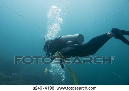 Stock Photo - Underwater view of a scuba diver, Ixtapa, Guerrero, Mexico. Fotosearch