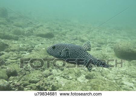 Underwater view of a spotted fish, Ixtapa, Guerrero, Mexico View Large Photo Image Stock Image - Underwater view of a spotted fish, Ixtapa, Guerrero, Mexico. Fotosearch