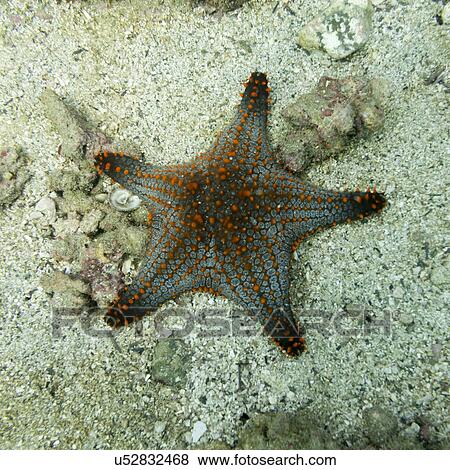 Stock Photo - Underwater view of a starfish, Ixtapa, Guerrero, Mexico. Fotosearch