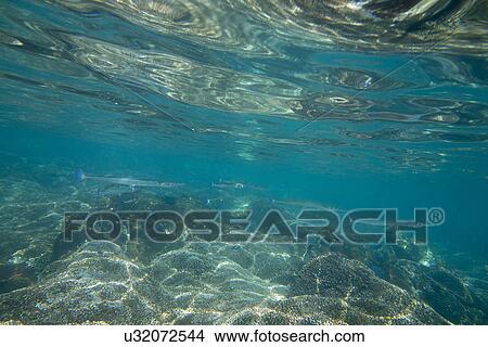 Underwater view of fish and ocean floor, Zihuatanejo, Guerrero, Mexico View Large Photo Image Picture - Underwater view of fish and ocean floor, Zihuatanejo, Guerrero, Mexico. Fotosearch