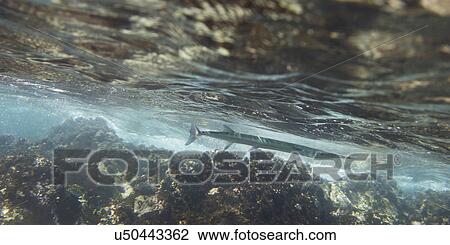 Underwater view of fish and ocen floor, Zihuatanejo, Guerrero, Mexico View Large Photo Image Stock Image - Underwater view of fish and ocen floor, Zihuatanejo, Guerrero, Mexico. Fotosearch