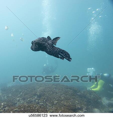 Underwater view of fish with scuba divers, Ixtapa, Guerrero, Mexico View Large Photo Image Stock Image - Underwater view of fish with scuba divers, Ixtapa, Guerrero, Mexico. Fotosearch