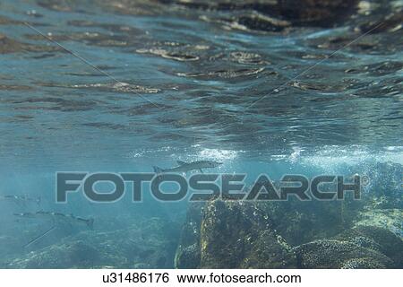 Underwater view of fish, Zihuatanejo, Guerrero, Mexico View Large Photo Image Stock Photograph - Underwater view of fish, Zihuatanejo, Guerrero, Mexico. Fotosearch