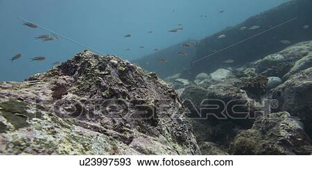 Stock Image - Underwater view of school of fish and ocean floor, Ixtapa, Guerrero, Mexico. Fotosearch