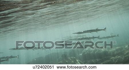 Underwater view of school of fish and ocean floor, Zihuatanejo, Guerrero, Mexico View Large Photo Image Stock Image - Underwater view of school of fish and ocean floor, Zihuatanejo, Guerrero, Mexico. Fotosearch