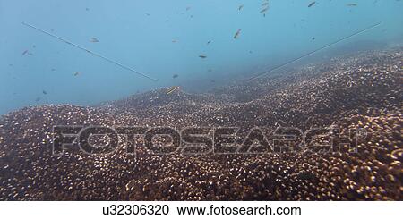 Underwater view of school of fish, Ixtapa, Guerrero, Mexico View Large Photo Image Stock Image - Underwater view of school of fish, Ixtapa, Guerrero, Mexico. Fotosearch