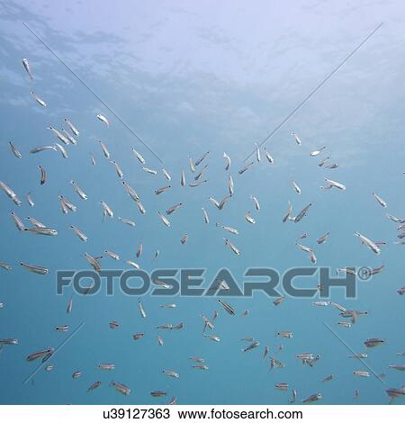 Underwater view of school of fish, Ixtapa, Guerrero, Mexico View Large Photo Image Stock Image - Underwater view of school of fish, Ixtapa, Guerrero, Mexico. Fotosearch