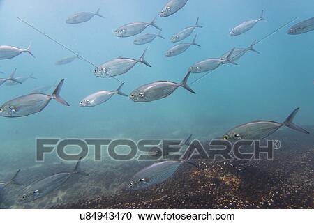 Stock Image - Underwater view of school of fish, Ixtapa, Guerrero, Mexico. Fotosearch