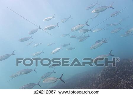 Underwater view of school of fish, Ixtapa, Guerrero, Mexico View Large Photo Image Stock Photo - Underwater view of school of fish, Ixtapa, Guerrero, Mexico. Fotosearch