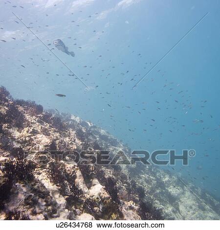 Underwater view of school of fish, Ixtapa, Guerrero, Mexico View Large Photo Image Stock Photo - Underwater view of school of fish, Ixtapa, Guerrero, Mexico. Fotosearch