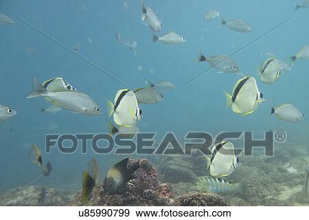 Stock Photo - Underwater view of school of fish, Ixtapa, Guerrero, Mexico. Fotosearch
