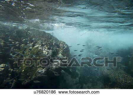 Stock Photograph - Underwater view of school of fish, Zihuatanejo, Guerrero, Mexico. Fotosearch