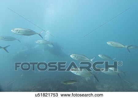 Stock Image - Underwater view of school of fish with scuba diver, Ixtapa, Guerrero, Mexico. Fotosearch