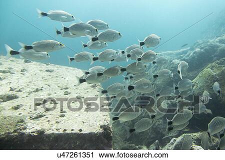 Underwater view of school of striped fish, Ixtapa, Guerrero, Mexico View Large Photo Image Stock Image - Underwater view of school of striped fish, Ixtapa, Guerrero, Mexico. Fotosearch