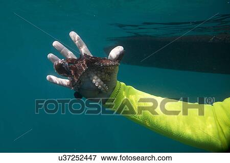 Underwater view of scuba diver catching octopus, Ixtapa, Guerrero, Mexico View Large Photo Image Stock Photo - Underwater view of scuba diver catching octopus, Ixtapa, Guerrero, Mexico. Fotosearch