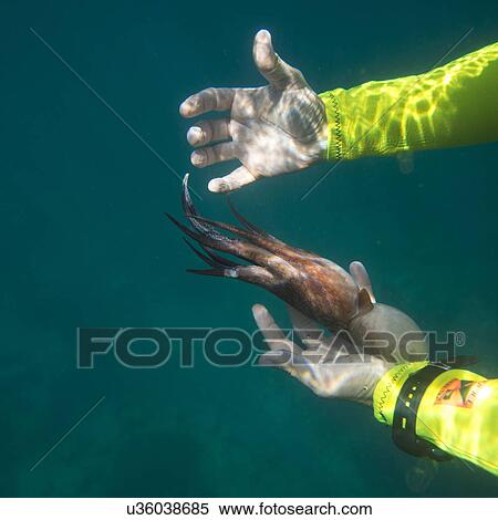 Stock Photography - Underwater view of scuba diver catching an octopus, Ixtapa, Guerrero, Mexico. Fotosearch