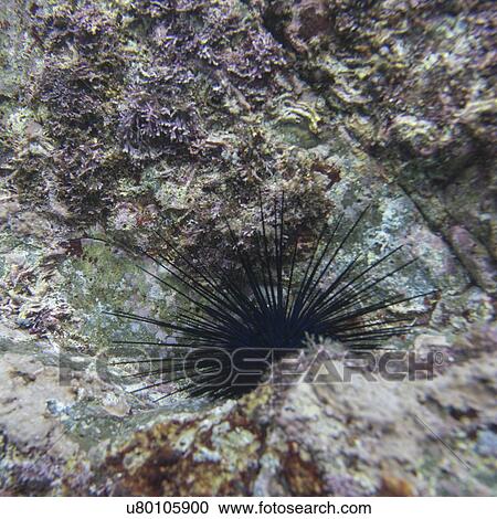 Underwater view of sea life, Ixtapa, Guerrero, Mexico View Large Photo Image Stock Image - Underwater view of sea life, Ixtapa, Guerrero, Mexico. Fotosearch