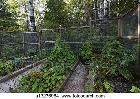 View of planters on a deck, Lake of the Woods, Ontario, Canada View Large Photo Image Picture - View of planters on a deck, Lake of the Woods, Ontario, Canada. Fotosearch